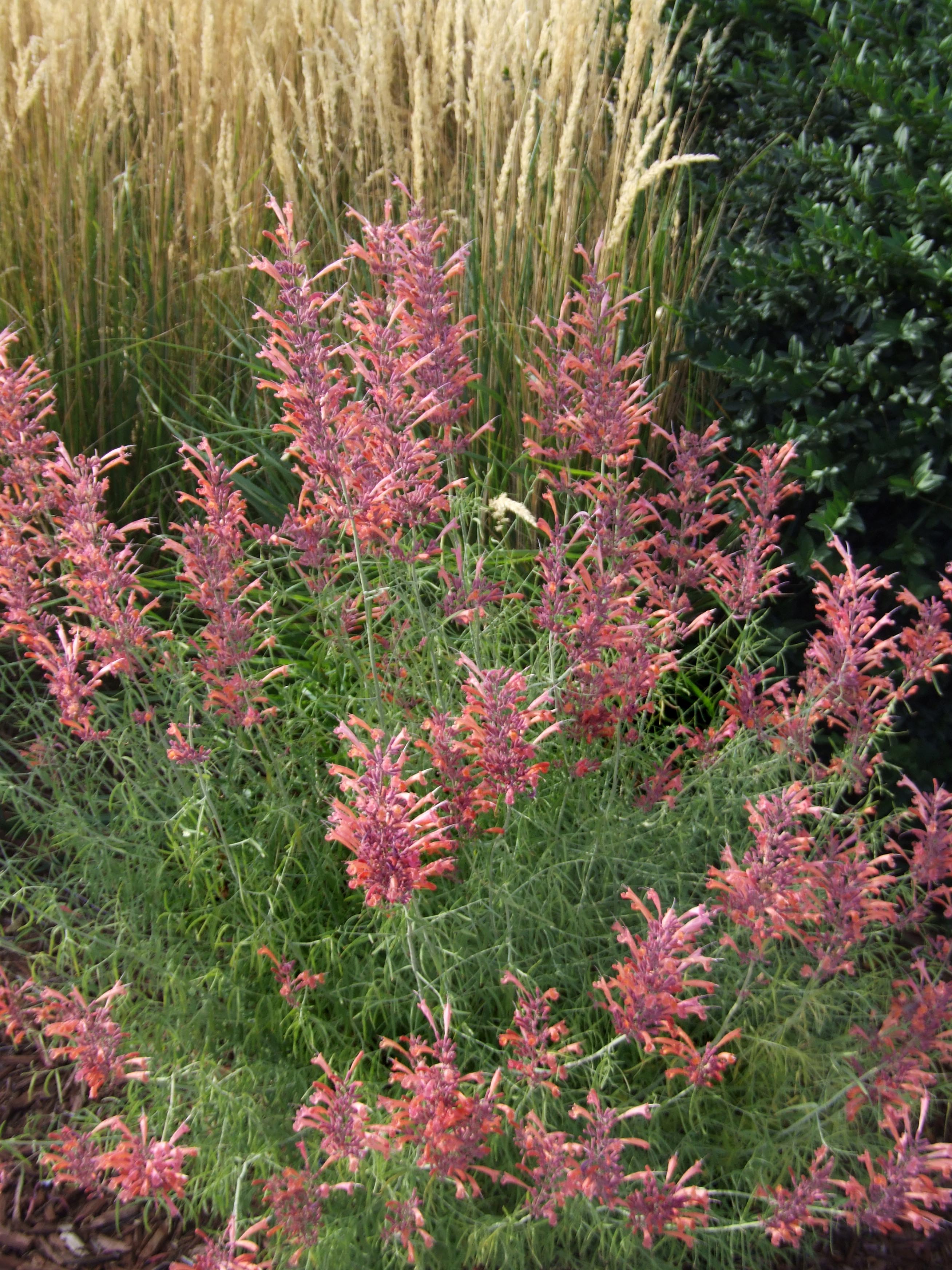 Sunset Hyssop